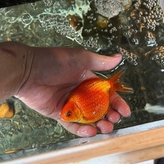 金魚　5匹の画像