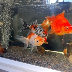 金魚　5匹の画像