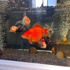 金魚　5匹の画像