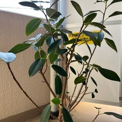観葉植物　フランスゴムの木　鉢セットの画像