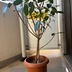 ランキングキーワードに紐づく投稿画像-観葉植物