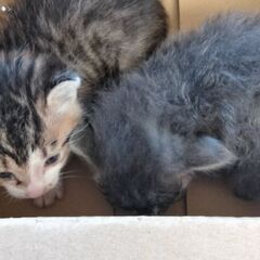 緊急。生後間もない子猫2匹