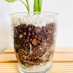 ディフェンバキア　観葉植物　ハイドロカルチャーの画像