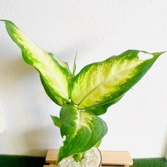 ディフェンバキア　観葉植物　ハイドロカルチャーの画像