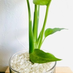 ディフェンバキア　観葉植物　ハイドロカルチャーの画像