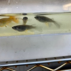サタン黄ヒレ　卵　10個の画像