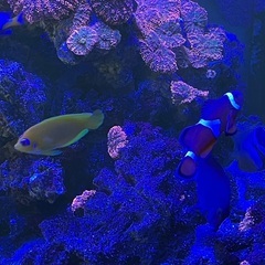 海水魚