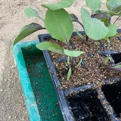 
三豊ナス苗の画像