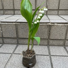 済　スズラン　その2