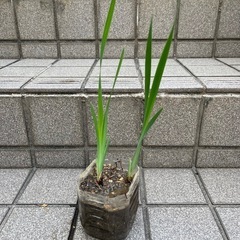 お譲り済　あやめ