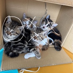 里親募集