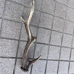 鹿の角