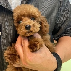 日本一お得なTカッププードル✨15万円でお迎えできます✨最…