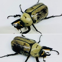 グラントシロカブト 51.7㍉ オス単品 新成虫