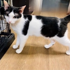 保護猫 ハチワレ 子猫 1歳ぐらい？