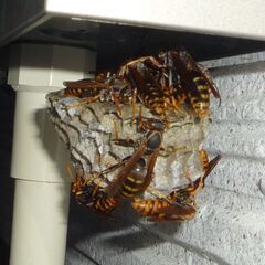 見えない場所に潜む、蜂の巣駆除は蜂駆除専門【蜂駆除ヘルパー２４ 新倉敷営業所】 - 倉敷市