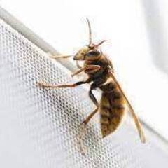 見えない場所に潜む、蜂の巣駆除は蜂駆除専門【蜂駆除ヘルパー２４ 新倉敷営業所】 - 害虫/害獣駆除