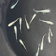 メダカ　幹之めだか③ 若魚　12匹