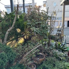 【諸事情により一時的に停止させて頂きます】庭木･庭石、差し上げますの画像