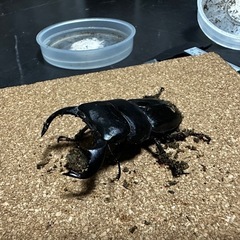 ダイオウヒラタクワガタ　ペア