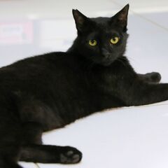 雄の黒猫さん１歳程度、去勢手術ワクチン済みエイズキャリア猫…