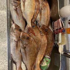 【釣り仲間募集】都内から一緒に船釣りに行ける方を探しています