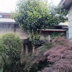 椿の花 ピンク 八重の木