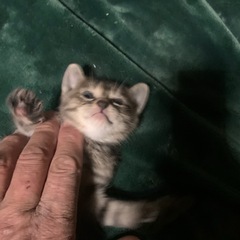 候補者決定　保護猫　4月2日生まれ