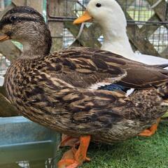 コールダック あひる ブリーダー🪿まる 兵庫県コールダックブリーダー 水鳥 アヒル  − 兵庫県