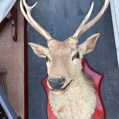 鹿の剥製の画像