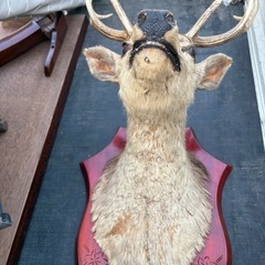 鹿の剥製の画像