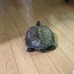 カメ　性別　年齢不詳　甲羅直径28センチ　無料