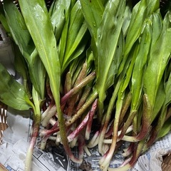 行者ニンニク　100g 500円〜