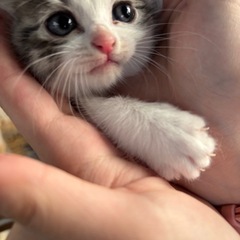 雄仔猫ちゃん里親様募集中