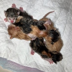 【里親募集】2025/04/23産まれの子猫の5兄弟です！三毛猫...