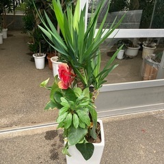観葉植物寄せ(ユッカエレファンティペス) 8号