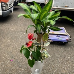 観葉植物寄せ(マッサンゲアナ) 7号