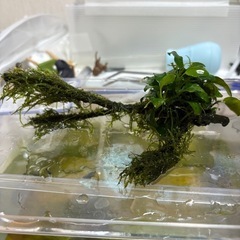 アヌビアス ナナ プチ 水上葉 4cmポット 1pot – 水草屋