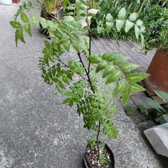 山椒