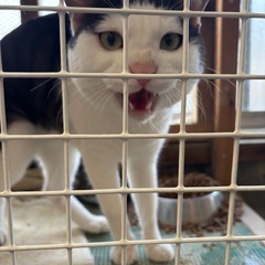 オス猫ちゃん里親様募集中
