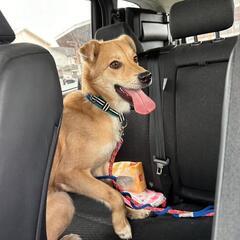 たれ耳が可愛いぃ　ノエル　♂　保護犬　