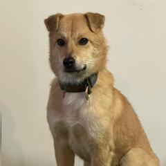 再投稿　たれ耳が可愛いぃ　ノエル　♂　保護犬　 - 犬