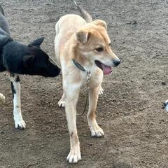 再投稿　たれ耳が可愛いぃ　ノエル　♂　保護犬　 − 岡山県