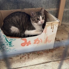 新しい里親様募集中