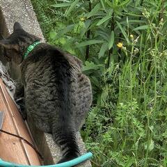 猫の散歩&雑談