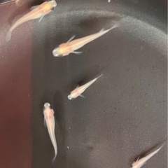 メダカ(パンダメダカ) 1匹 100円 の画像