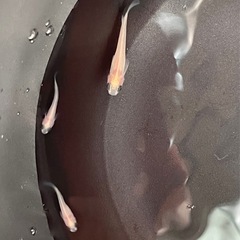 メダカ(パンダメダカ) 1匹 100円 の画像