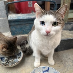 メス猫ちゃん里親様募集中