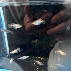 橙　メダカ　めだか　　