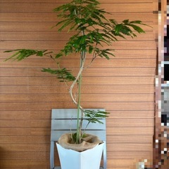 観葉植物 エバーフレッシュ